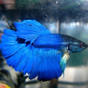 Halfmon a grade betta sekillər orjinaldı 10 azndən baslayan