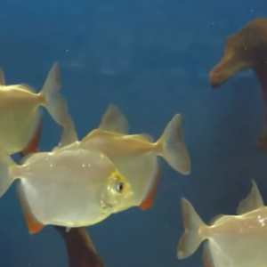 Dollar balıgı 8-9sm 40 ceşitin uzərində balıqlar bitki və sadə