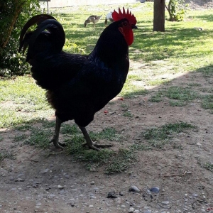 Avstrolop (austrolop) 
en cox yumurta veren hem co