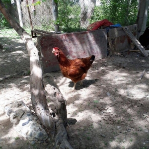 Avstrolop (austrolop) 
en cox yumurta veren hem cox sakit qeseng gorun