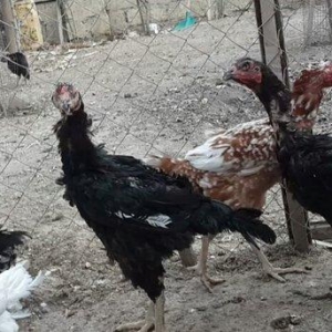 Heyreti xoruz ferler satlir 6 aylik ve bir yas 3 a