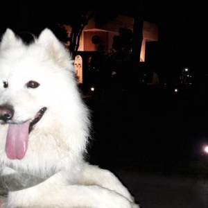 Samoyedski layka,erkəkdi.Cütləşdirməyə dişi axtarıram.Kim istəsə əlaqə