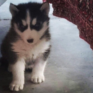 Temiz xaski balaları satılır 2 erkek qalıb şekiller itlerin reyal şeki