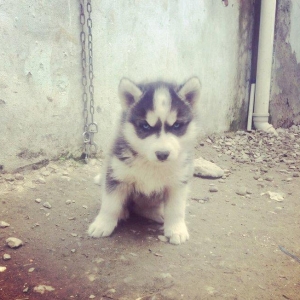 Temiz xaski balaları satılır 2 erkek qalıb şekiller itlerin reyal şeki