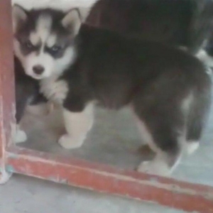 Temiz xaski balaları satılır 2 erkek qalıb şekiller itlerin reyal şeki