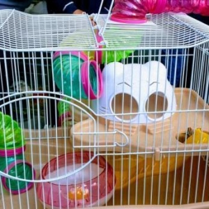 Xamyakcun teze qefes satilir. Su qabi ,yem qabi ve wekilde gorduyunuz