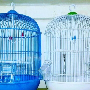 teze iri papuqay qefesi satilir. gozel gornuwe malikdir. icinin her bi