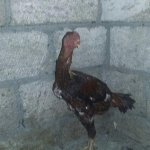 Super döyüşkən xoruz. Meydan vurub. 1 yaşı v