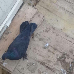 qaralar satilir maya 19 quyruq erkey 16 tam saglam