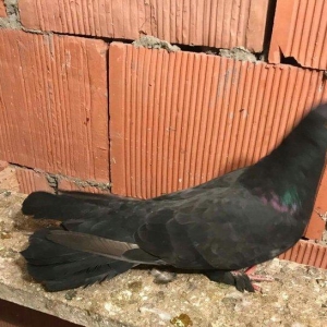 qaralar satilir maya 19 quyruq erkey 16 tam saglam qizgin quşlardi