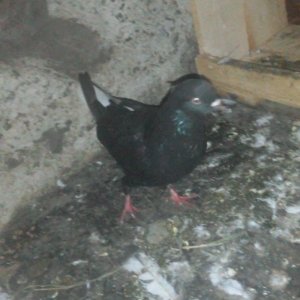 Komur qara ag quyruq hazir cutdu agbas ag qanad mayadi quwlar