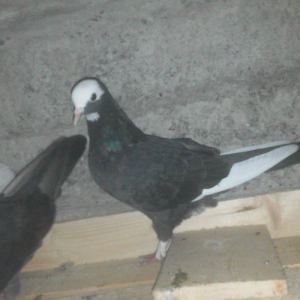 Komur qara ag quyruq hazir cutdu agbas ag qanad mayadi quwlar