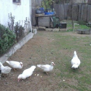 lal ordek satiram ag rengde 4 disi 1 erkey esil da