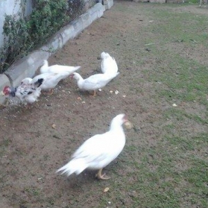 lal ordek satiram ag rengde 4 disi 1 erkey esil damazliq saxlamaliqdia