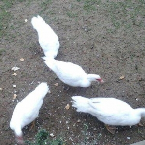 lal ordek satiram ag rengde 4 disi 1 erkey esil damazliq saxlamaliqdia