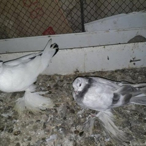 Salam herkese iri lelekliler satilir cutu 70 azn gondermek daxil ciddi