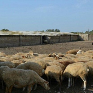 Ferma.Saatlı rayonunda.180 ha hektar torpaq sahesi.500 baş qoyun quzu.