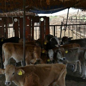 Ferma.Saatlı rayonunda.180 ha hektar torpaq sahesi.500 baş qoyun quzu.