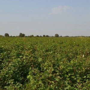 Ferma.Saatlı rayonunda.180 ha hektar torpaq sahesi.500 baş qoyun quzu.