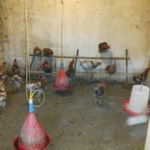 Salam binə qəsəbəsində xoruz və yumurtlayan toyuq satıram. Heyvanlar 8