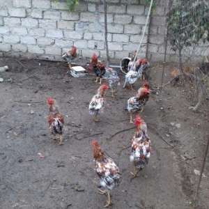 Salam binə qəsəbəsində xoruz və yumurtlayan toyuq satıram. Heyvanlar 8