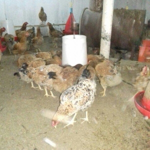 Salam binə qəsəbəsində xoruz və yumurtlayan toyuq satıram. Heyvanlar 8