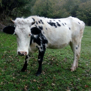 dogan inek satilir. etlik sudluk cins inek 1 qarin dogub. yuksek derec