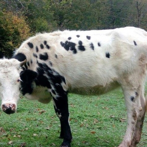 inek satilir.  xarixi cinsdi bala olaraq alinib. etlik sudluk cinsinde