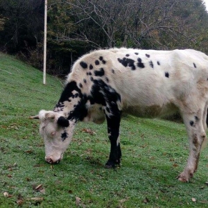 inek satilir.  xarixi cinsdi bala olaraq alinib. etlik sudluk cinsinde