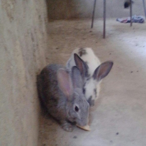 tam saglamdir saxlamaga yer yoxdur deye satiram he