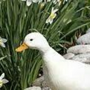 call duck tek feredi  özümde chixib erkeyi yoxdu balaja ördeylerdendi