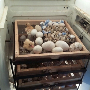 Tam avtomatik 300 ədəd yumurta tutumu olan inqubatordu.Heç bir prablem