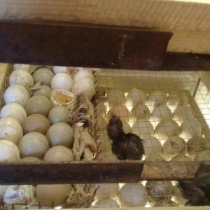 Tam avtomatik 300 ədəd yumurta tutumu olan inqubatordu.Heç bir prablem