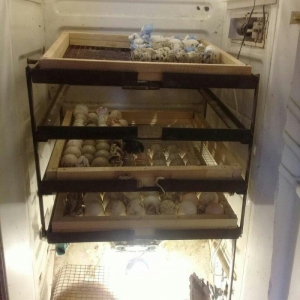 Tam avtomatik 300 ədəd yumurta tutumu olan inqubatordu.Heç bir prablem