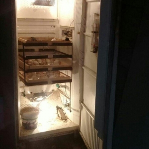 Tam avtomatik 300 ədəd yumurta tutumu olan inqubatordu.Heç bir prablem