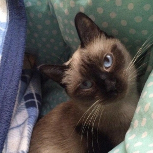 Siamski pi**** 2 yaşı var çantası tualeti yeme