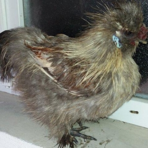 7 aylig tam saglam qizgin xoruzdular real aliciya endirim olar.qiymet