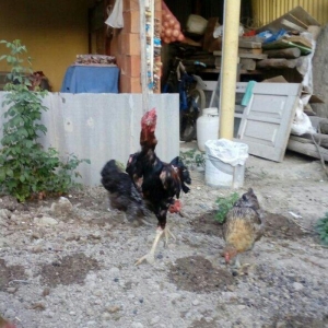 Heyrati tac pipiy. 11 ayligdi. Cutu 350azn. Temiz 