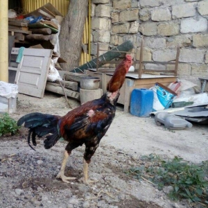 Heyrati tac pipiy. 11 ayligdi. Cutu 350azn. Temiz barama ilə barter ed