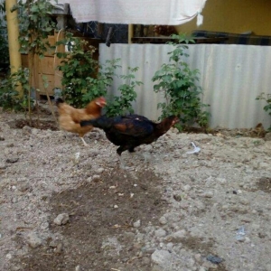 Heyrati tac pipiy. 11 ayligdi. Cutu 350azn. Temiz barama ilə barter ed