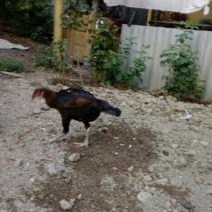 Heyrati tac pipiy. 11 ayligdi. Cutu 350azn. Temiz barama ilə barter ed