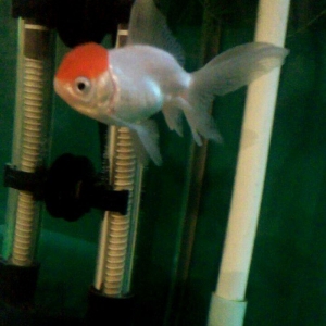 oranda bqırmizi papaq 10 manata 1 ədəd qalıb 