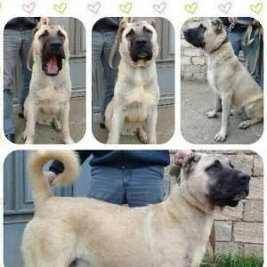 Bu itlar cins itlardir. Hamisi satilir. Atrafli zang edin. Va ya whats