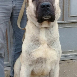 Bu itlar cins itlardir. Hamisi satilir. Atrafli zang edin. Va ya whats