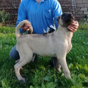 Bu itlar cins itlardir. Hamisi satilir. Atrafli zang edin. Va ya whats