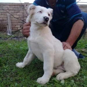 Bu itlar cins itlardir. Hamisi satilir. Atrafli zang edin. Va ya whats