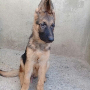 Bu itlar cins itlardir. Hamisi satilir. Atrafli zang edin. Va ya whats