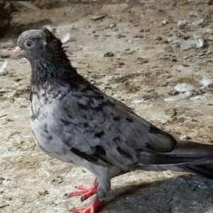 EBRES .Maya kekili on yedi. Erkey on bes erkeyin b