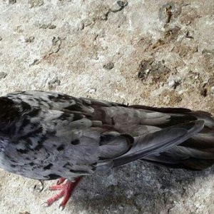 EBRES .Maya kekili on yedi. Erkey on bes erkeyin basinda birez eyriliq