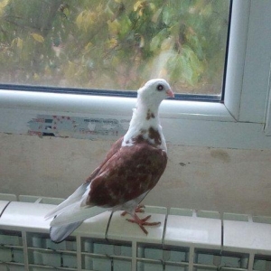 kitayski çayka tek 12-azn  paqonnu çillər  razi